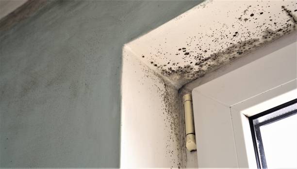 Best Air Quality Testing for Mold Spores  in Birmingham, AL