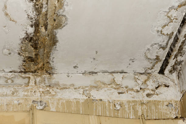 Best Mold Damage Restoration  in Birmingham, AL