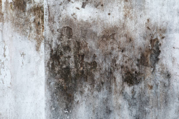 Best Forensic Mold Investigation  in Birmingham, AL