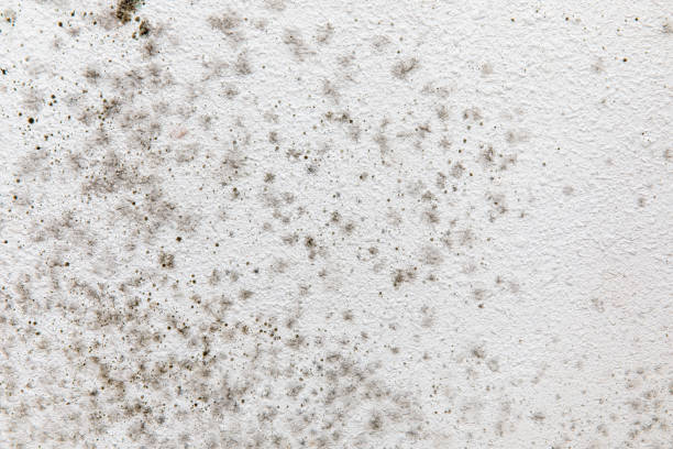 Best Black Mold Removal  in Birmingham, AL