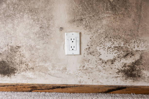 Best HVAC Mold Inspection and Cleaning  in Birmingham, AL