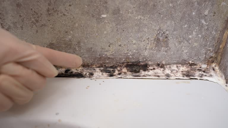 Best Attic Mold Removal  in Birmingham, AL