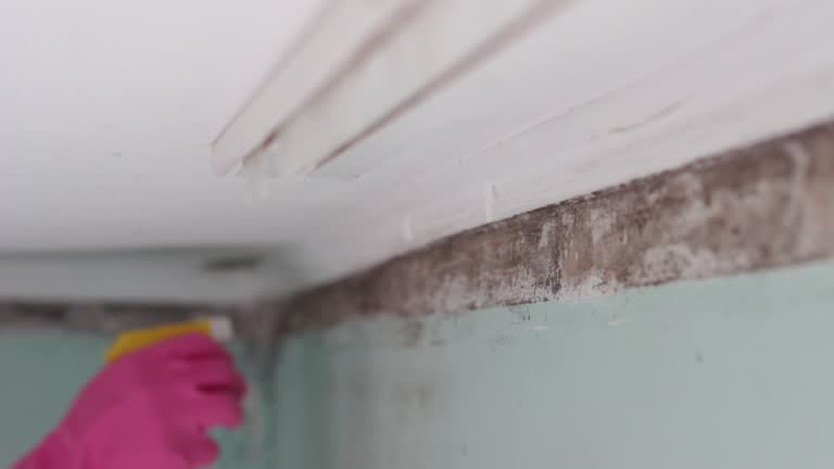 Professional Mold Removal in Birmingham, AL